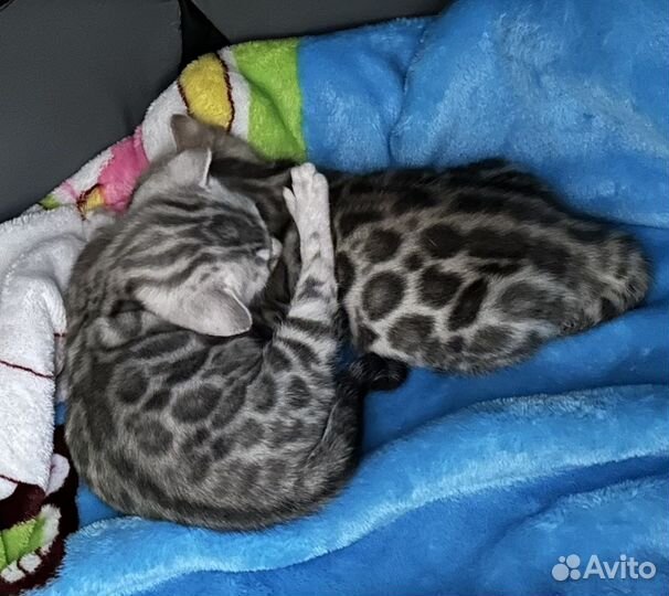 Бенгальские котята