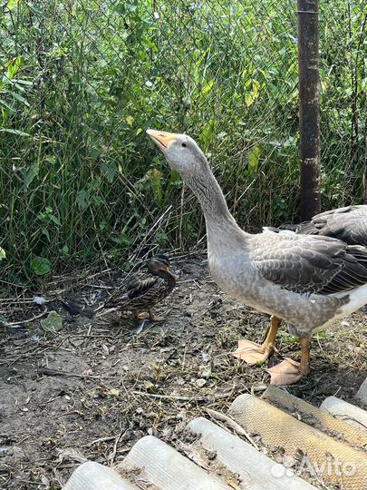 Гусак племенной с дикой уткой