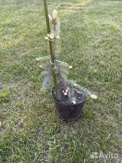 Ель голубая Хупси