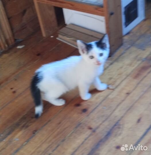 Девочка - Серые ушки и хвостик 3 мес