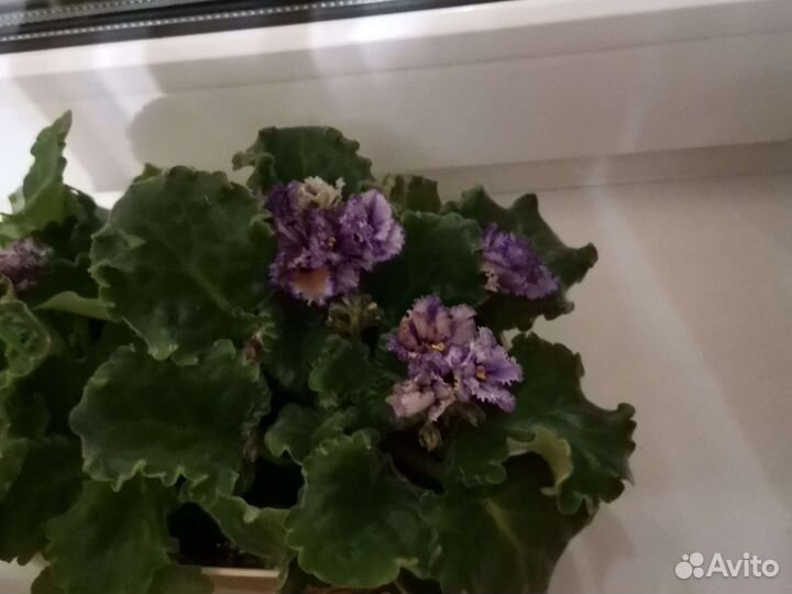 Фиалки продажа