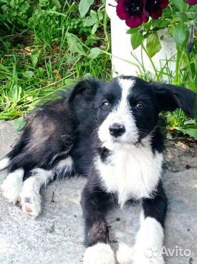 Собаки бесплатно в добрые руки щенки