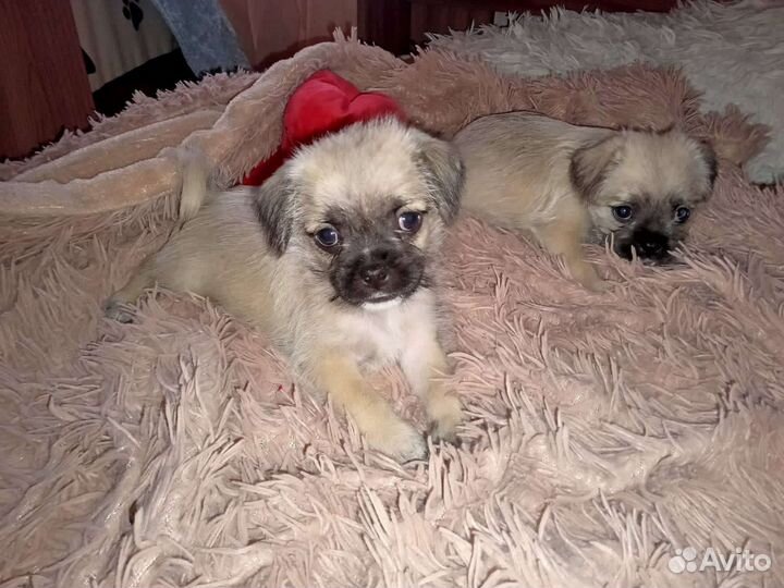 Морс в добрые руки