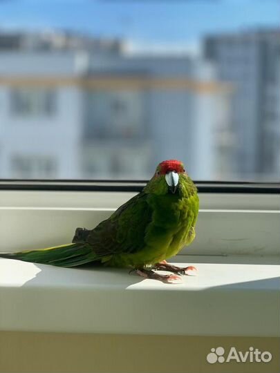 Попугай какарик
