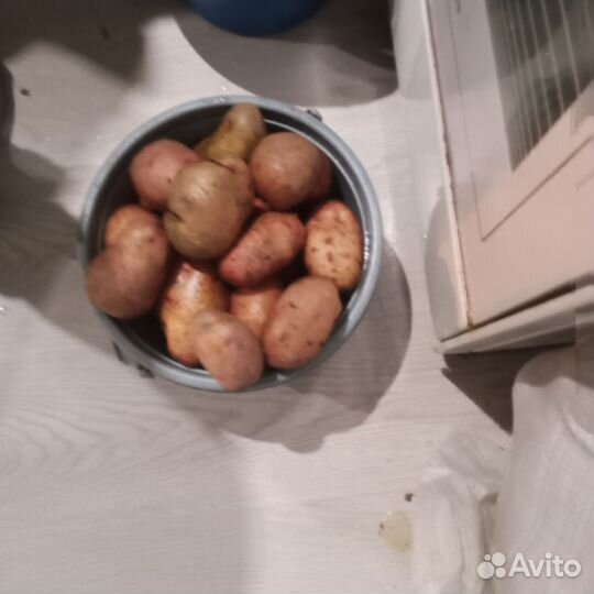 Тыква матильда, кабачки, картошка крупная