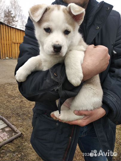 Щенки аляскинского маламута