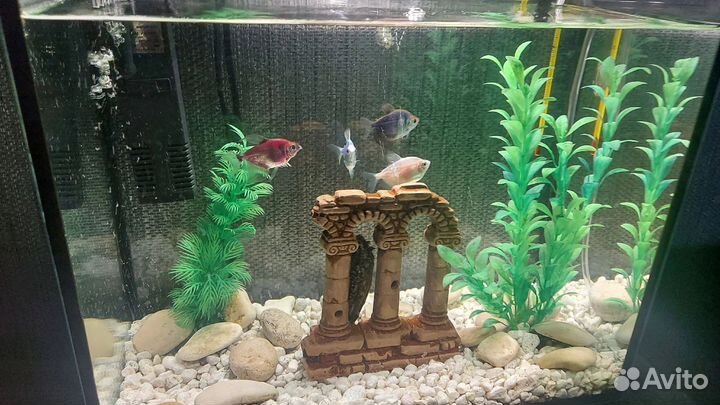 Аквариум 30л