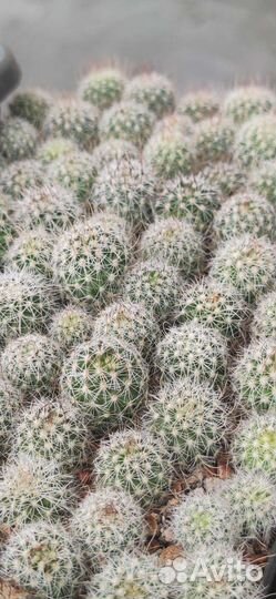 Стенокактус мультикостатус. Семена и растения