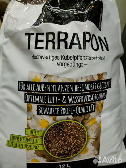 Продам оставшиеся растишки сцинов, эпипремнумов +