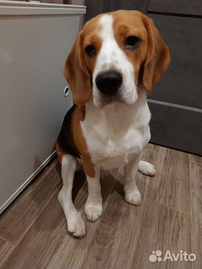 Бигль вязка