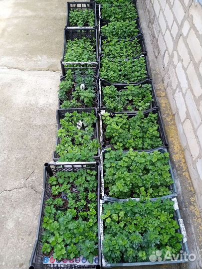 Рассада уличных цветов и овощей