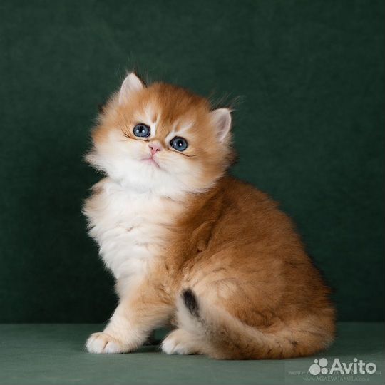 Золотые британские длинношерстные шиншиллы