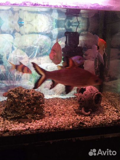 Аквариум