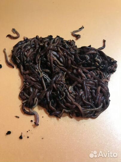 Черви дендробена для рыбалки