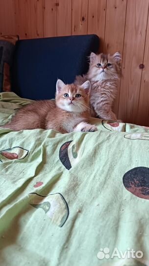 Золотые малыши