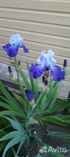 Цветы и кустарники