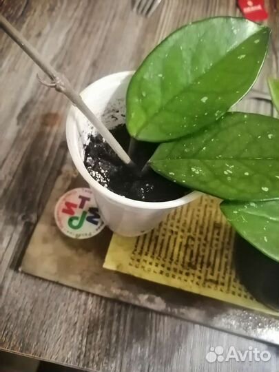 Уличные цветы и комнатные