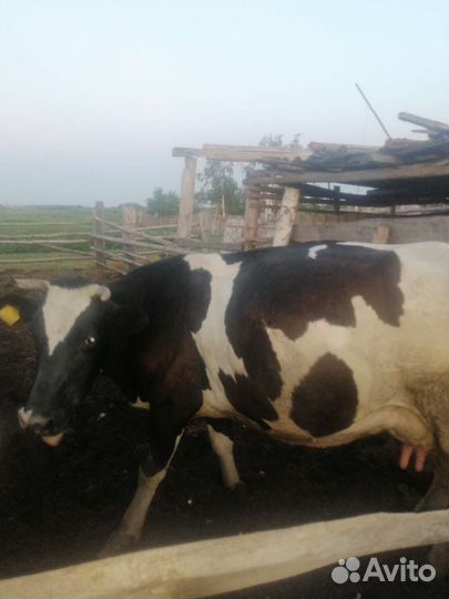 Корова дойная