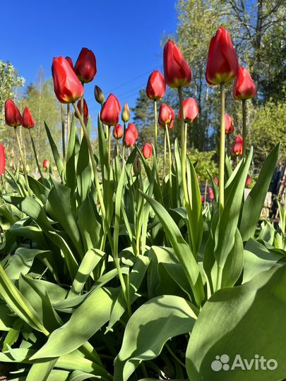 Тюльпаны луковицы