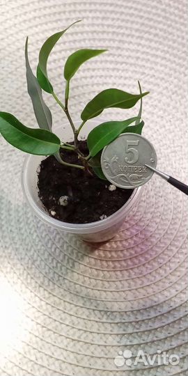 Фикус mini бонсай