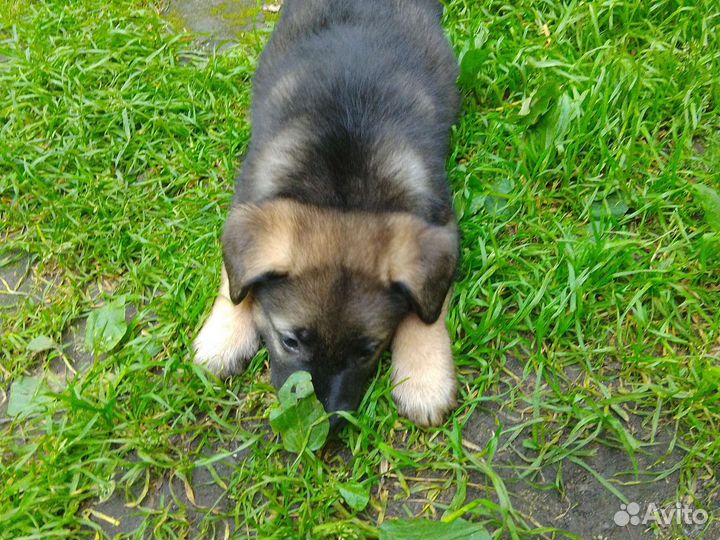 Собака в добрые руки отдам бесплатно