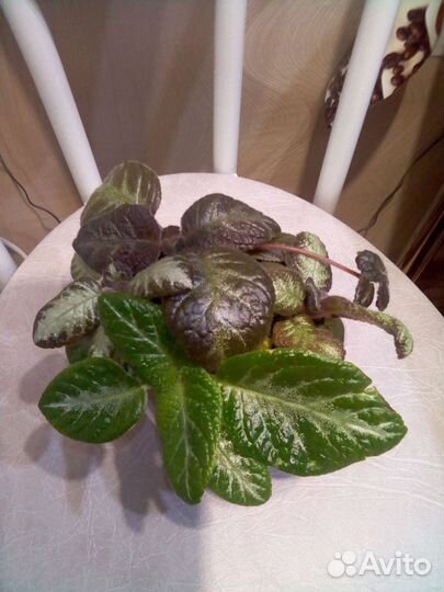 Композиция (2) из 4сортов эписций