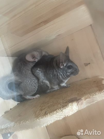 Шиншиллы девочка и мальчик