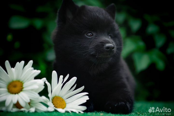 Щенки шипперке