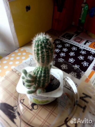 Кактус,каланхоэ