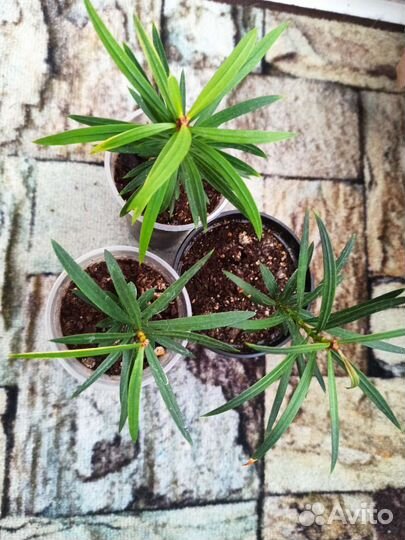 Саженцы подокарпуса