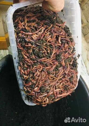 Дождевые калифорнийские черви