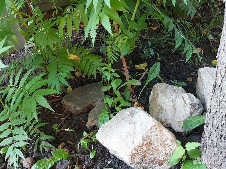 Папоротник садовый