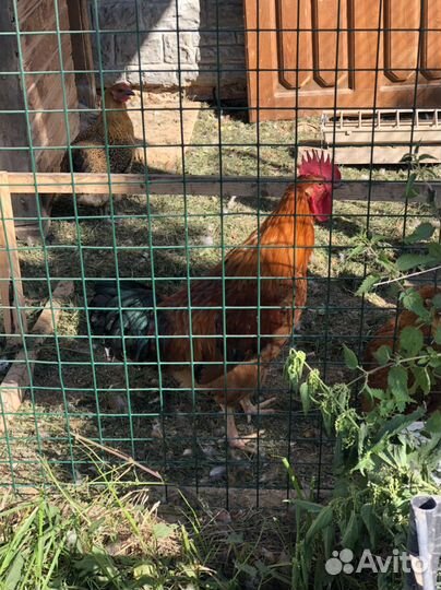 Петушок молодой 4 месяца Кучинская Юбелейная