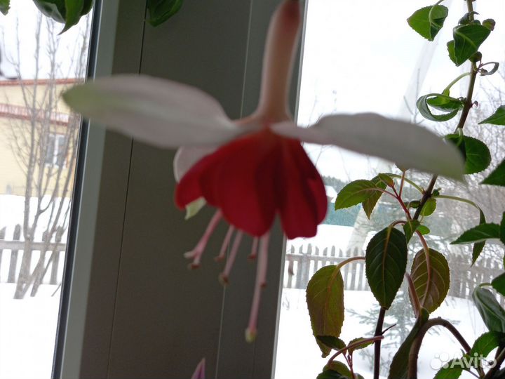 Фуксии черенки укорененные в Новоуткинске,разные