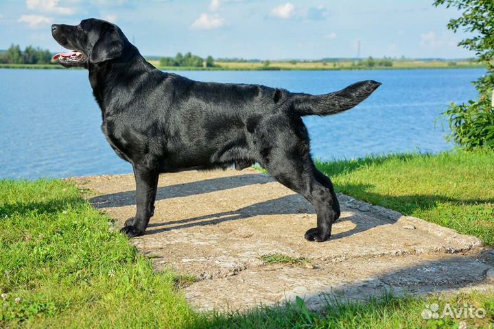 Племенные кобели (вязка)