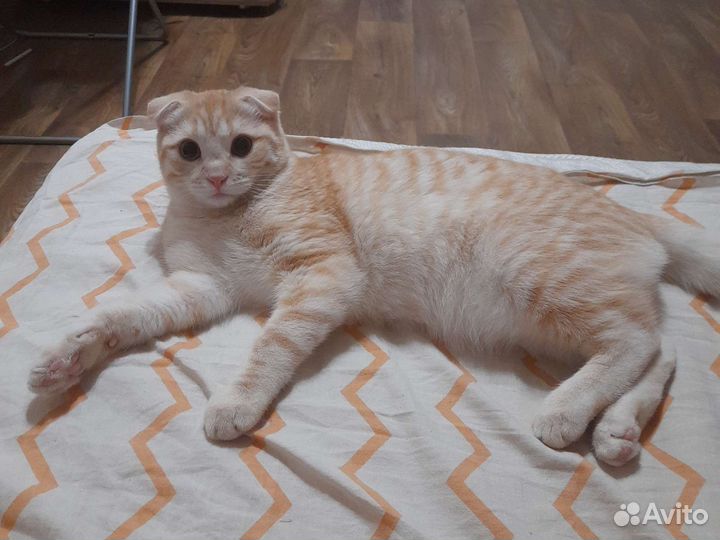 Британский вислоухий кот