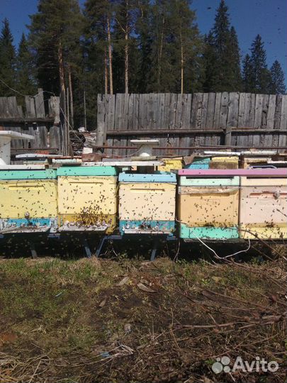 Продам маток, пчелопакеты, пчелосемьи, мед