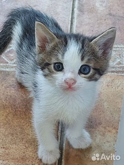 Котята ищут любящих хозяев