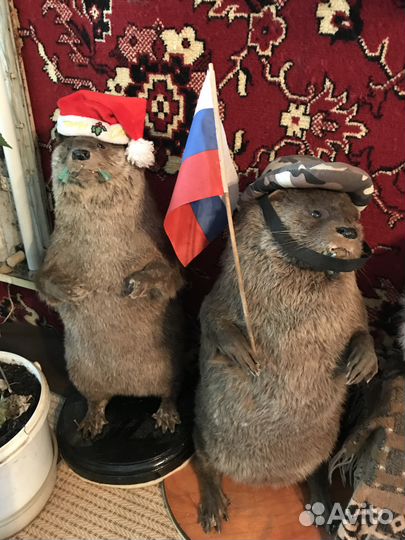 Выдра обыкновенная