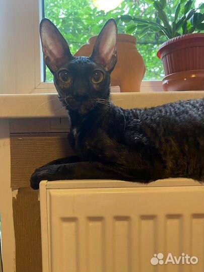 Зооняня передержка кота/кошки/собаки мелких пород