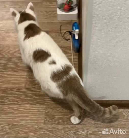 Спасенный котик