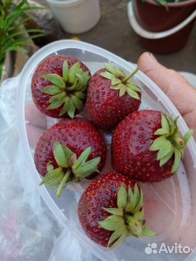 Клубника разных сортов