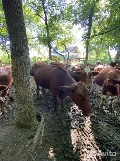 Телята месной и молчной породы