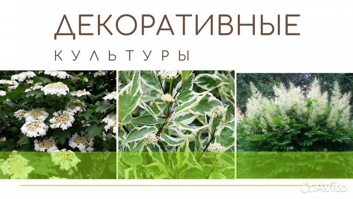 Декоративные кустарники. Бесплатная доставка