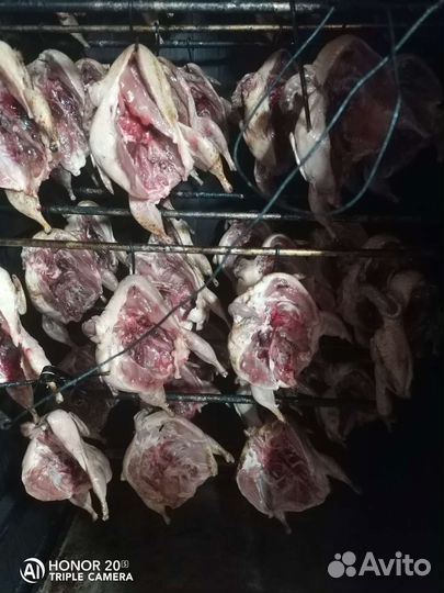 Домашние перепелинные яйца, мясо перепелов