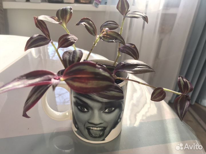 Традесканция