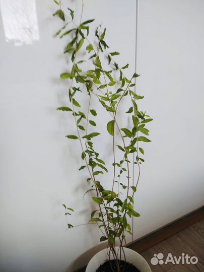 Гранат- большое деревце