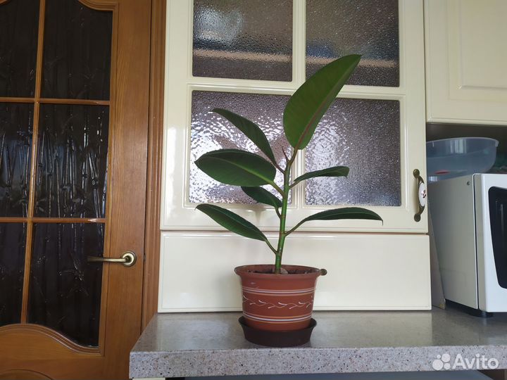 Фикус в красивом горшке