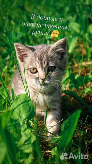 Кошка Британская