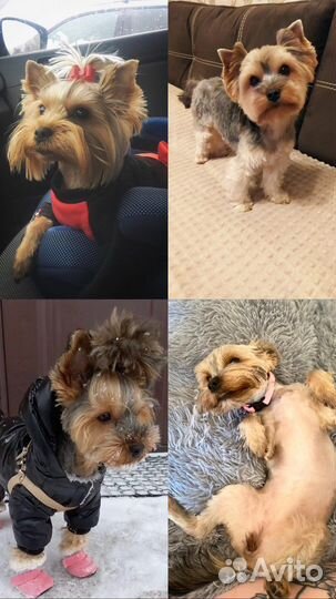 Йоркширский терьер